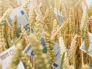 Минсельхоз определил предельные минимальные цены на зерно 