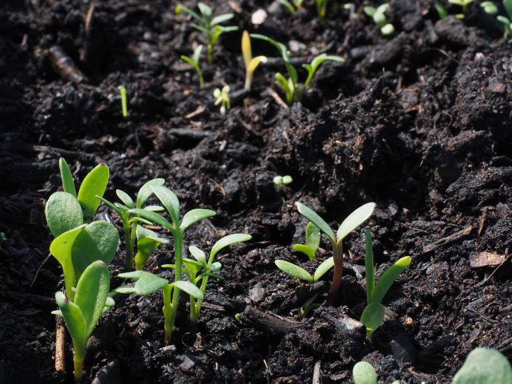 Биоразлагаемые датчики почвы могут изменить подходы к земледелию