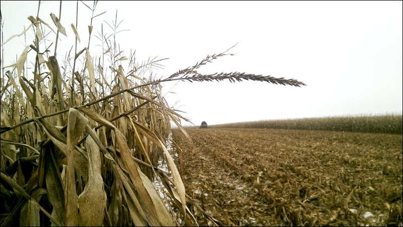 ГК «Агро-Белогорье» собрала рекордный урожай - почти 400 тысяч тонн зерна