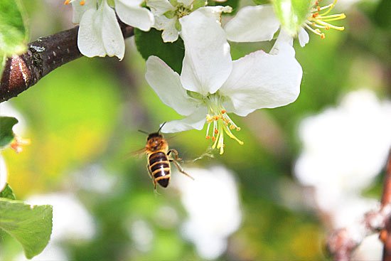 Кредиты пчеловодам и садоводам Беларуси