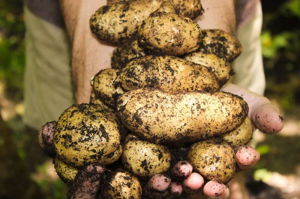 Активность ферментов — фактор успешного возделывания картофеля