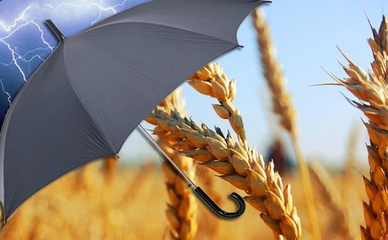 Корней Биждов: агрострахование должно стать основой управления рисками в Госпрограмме развития АПК