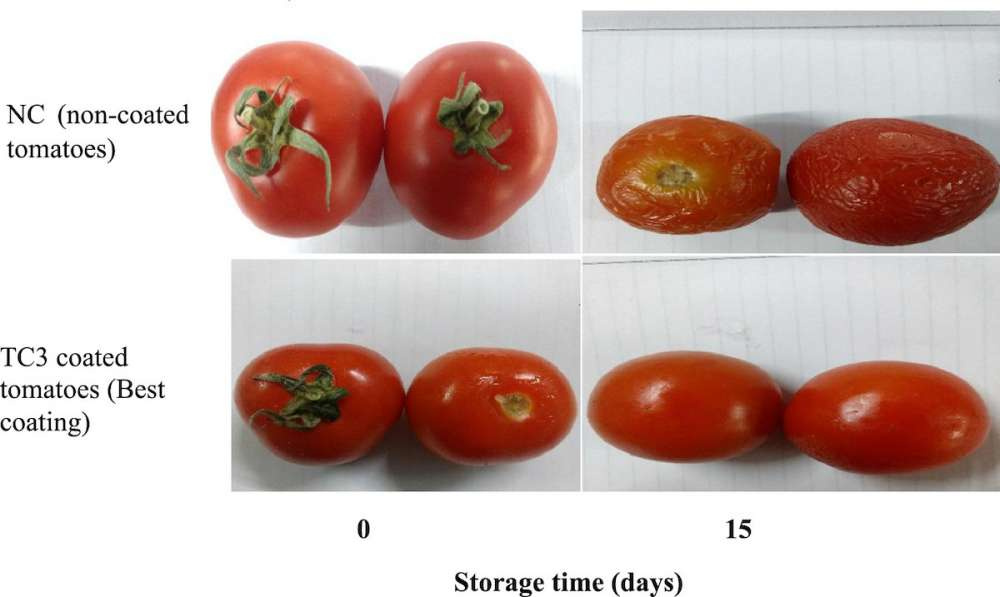 Ученые разработали новое пищевое покрытие для продления срока хранения томатов
