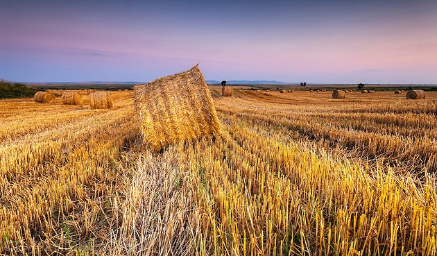 Падение котировок пшеницы
