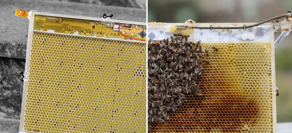 Роботизированные соты защищают пчел от холода