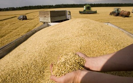 Ход уборки на 17 июля: намолочено 24,9 млн.т зерна