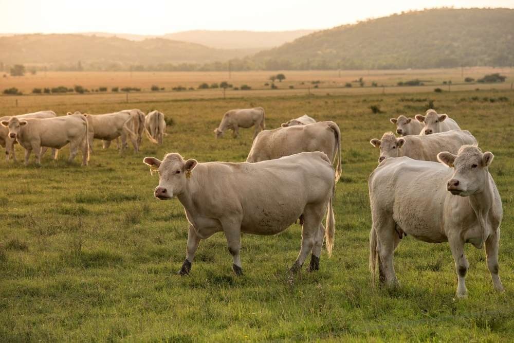 Парадокс замещения: альтернативные виды мяса не снижают зависимости от пастбищного животноводства