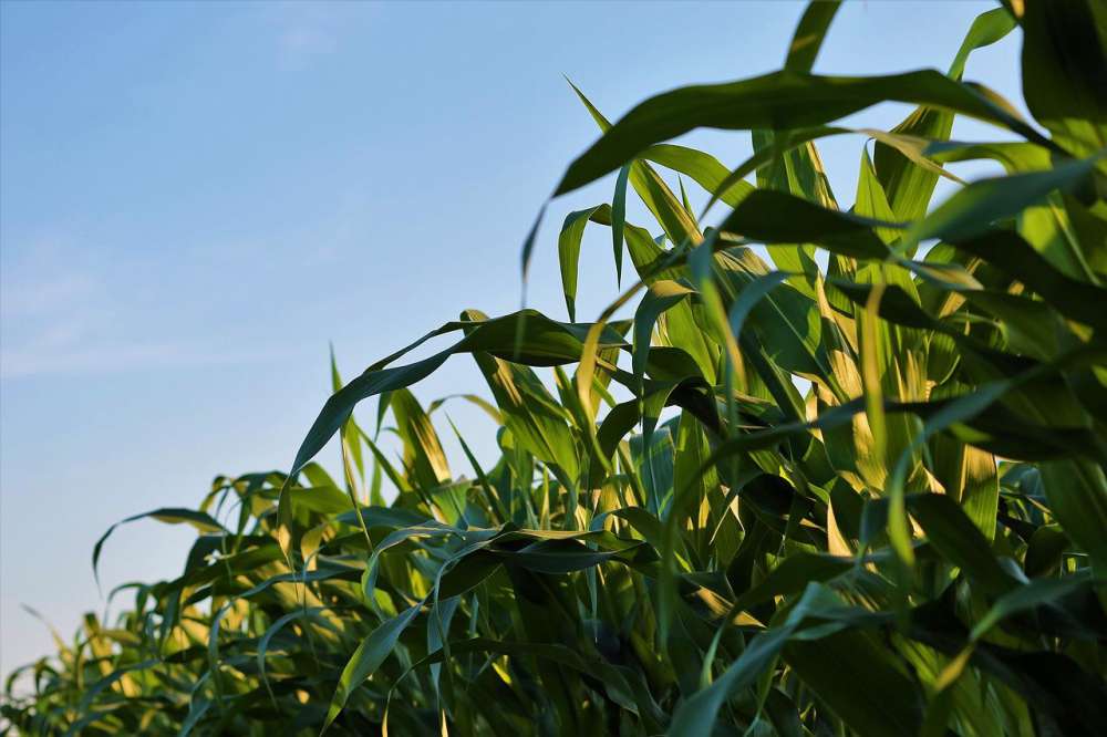 Кукуруза — от селекции до урожая