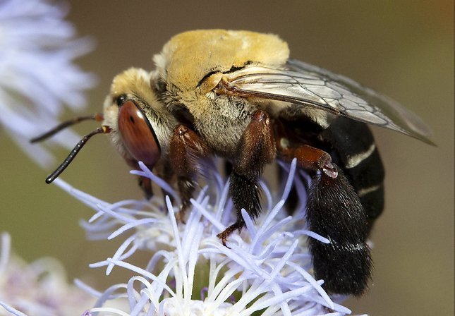 Пчела для люцерны