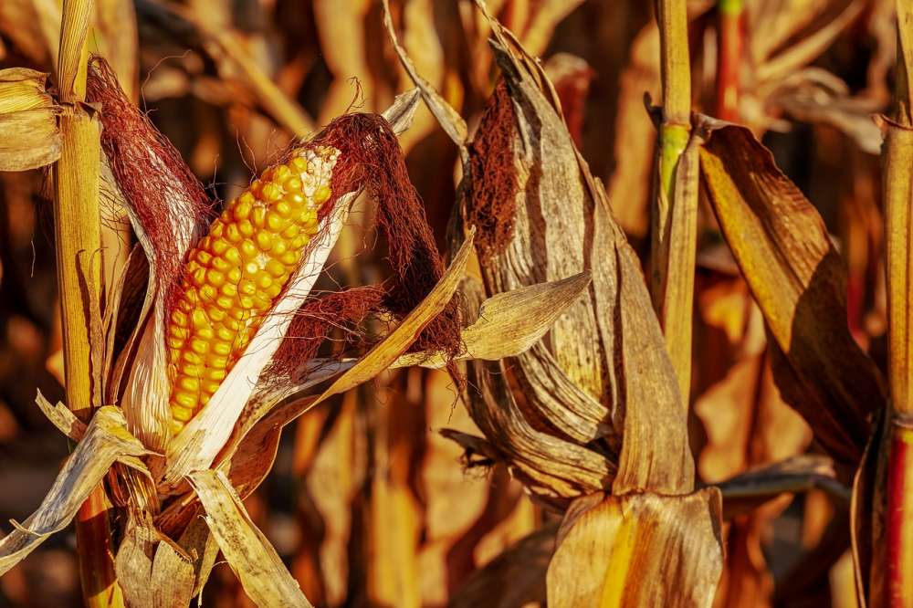 Экспорт кукурузы из Украины упал на 25% в первом полугодии