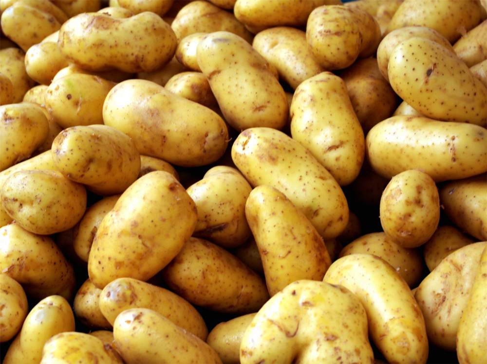 Астраханцы дегустируют картофель нового урожая 