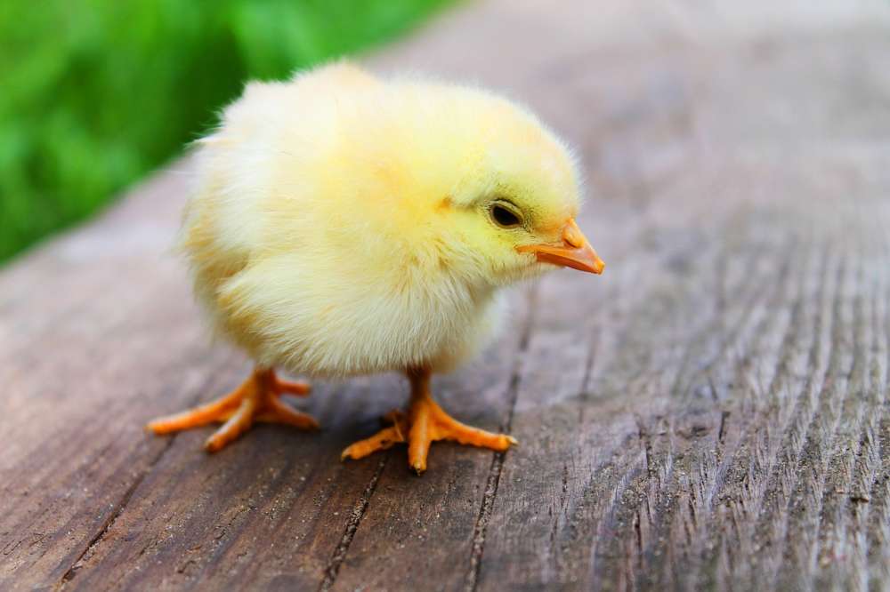 Пробиотики для увеличения массы цыплят — опыт на птицефабрике «Авангард» (Мордовия)