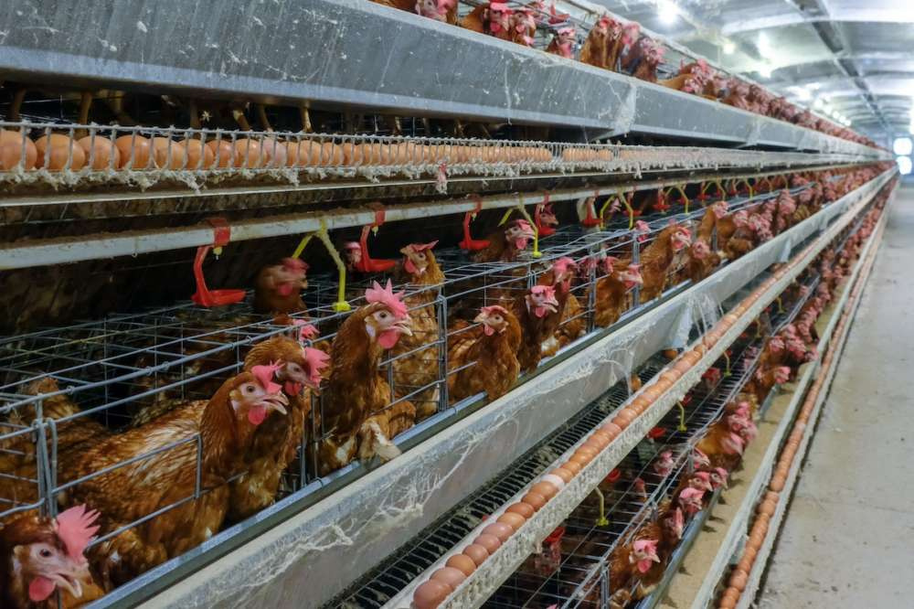 RaboResearch: мировое птицеводство будет расти в 2025 году