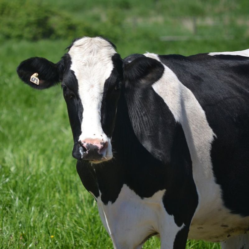 Молочный потенциал: результаты селекционных исследований на коровах черно-пестрой породы