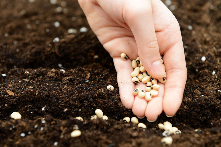 «Штрубе Рус»: лучшие семеноводческие практики будут доступны российским аграриям