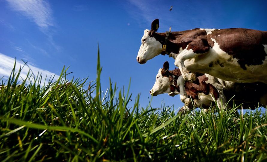 В Башкирии больше не хотят держать коров