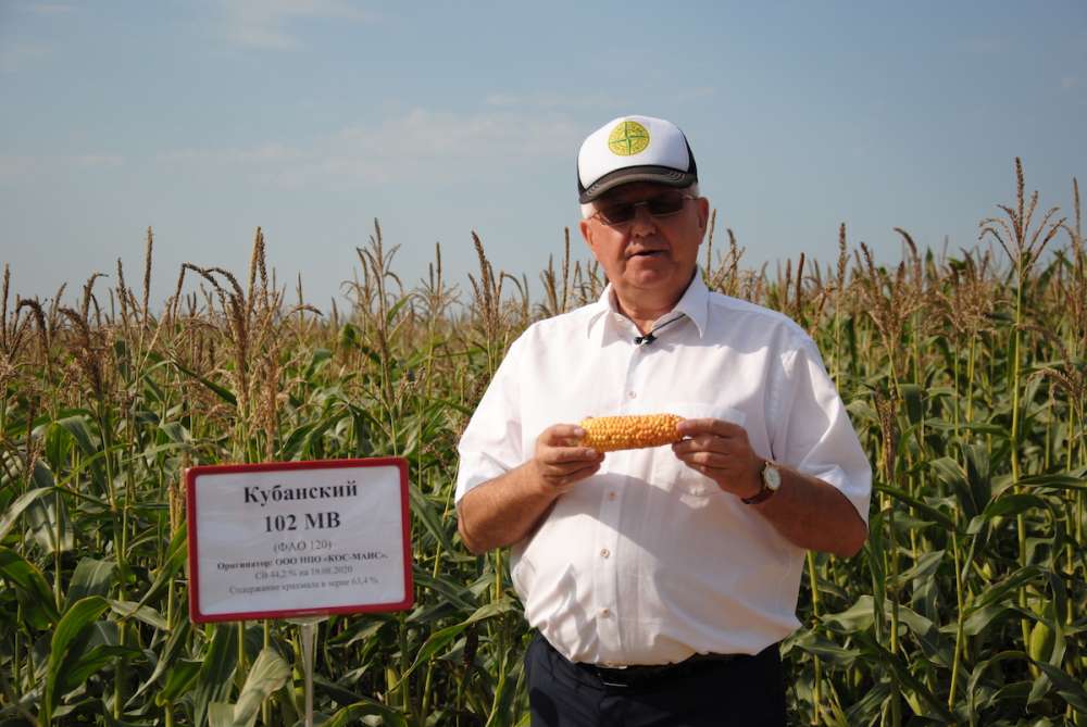 Уральские селекционеры вывели самый скороспелый гибрид кукурузы в России