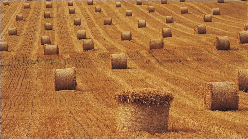 Еврокомиссия: Урожай зерновых в Евросоюзе ниже пятилетнего среднего уровня, Россия станет крупнейшим экспортером пшеницы