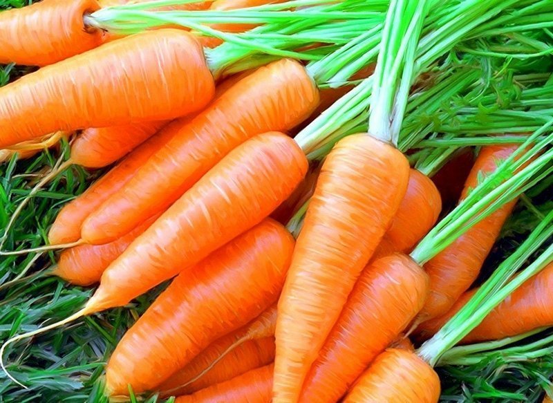 Аминохелатные удобрения для столовой моркови: исследования ВНИИ овощеводства