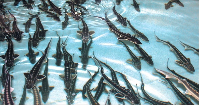 Выращивание осетровой рыбы: сравнение технологии проточного и замкнутого цикла водоподготовки