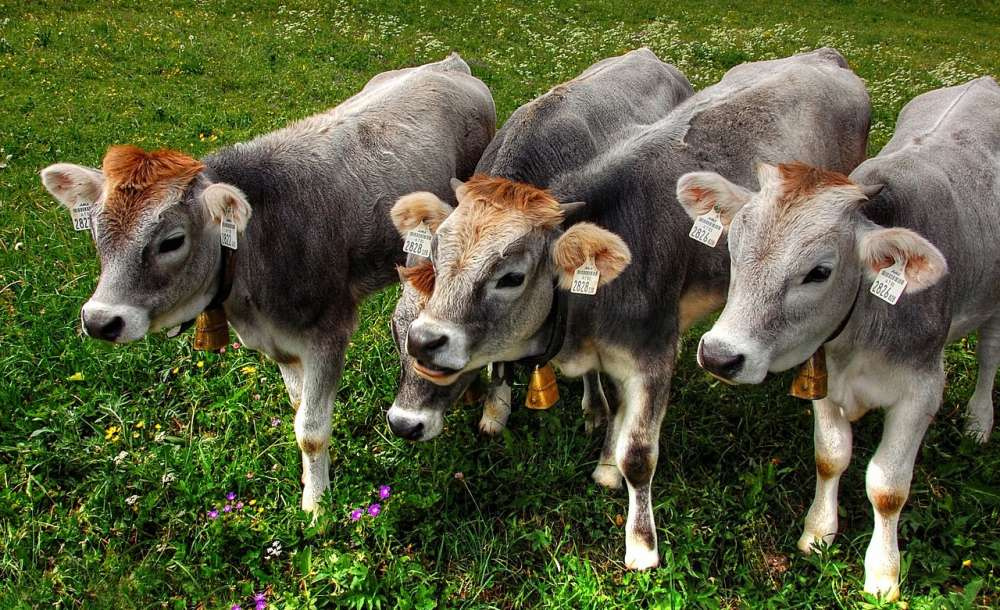 Тепловой стресс у сухостойных коров влияет на производство молока и развитие телят