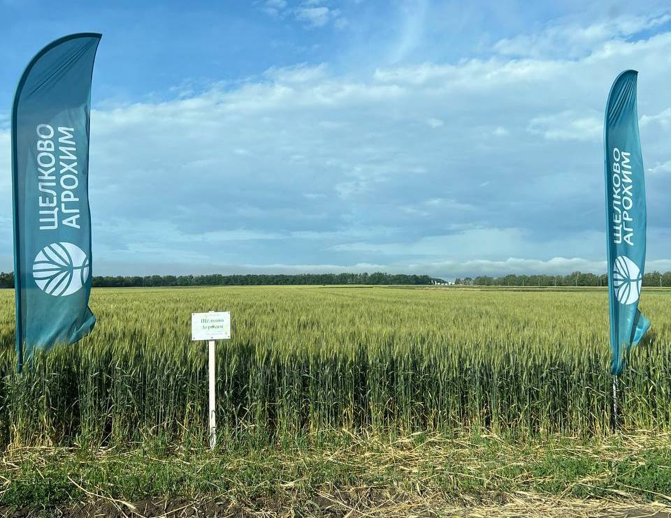 Защита озимой пшеницы раскрывает потенциал ставропольской селекции