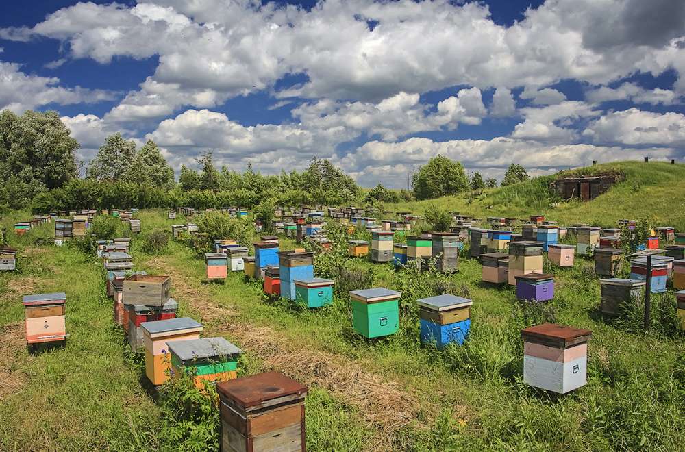 Минсельхоз России разрабатывает меры поддержки пчеловодства