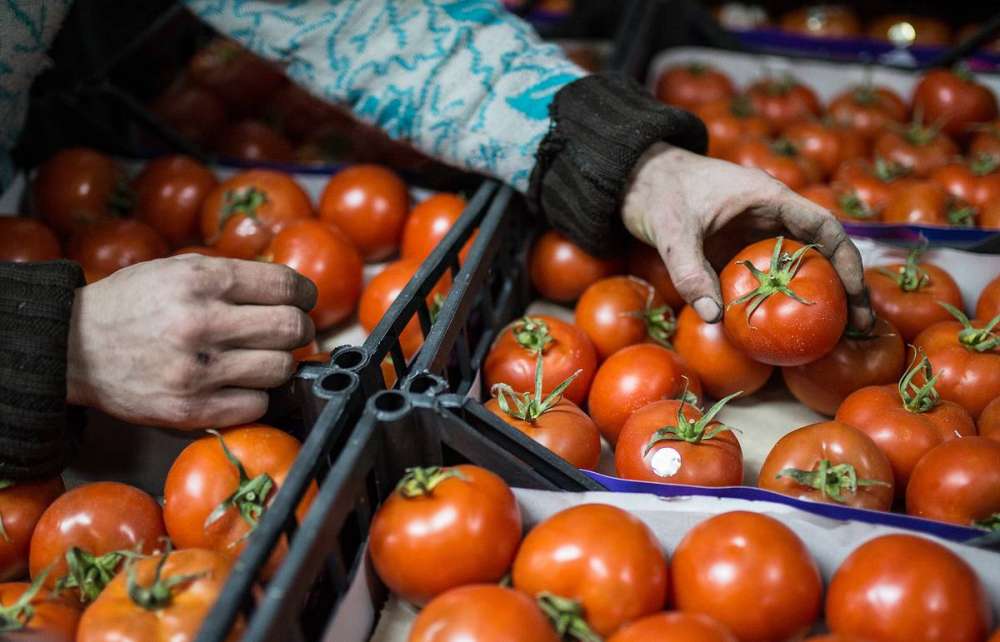 Азербайджан увеличивает экспорт томатов в Россию