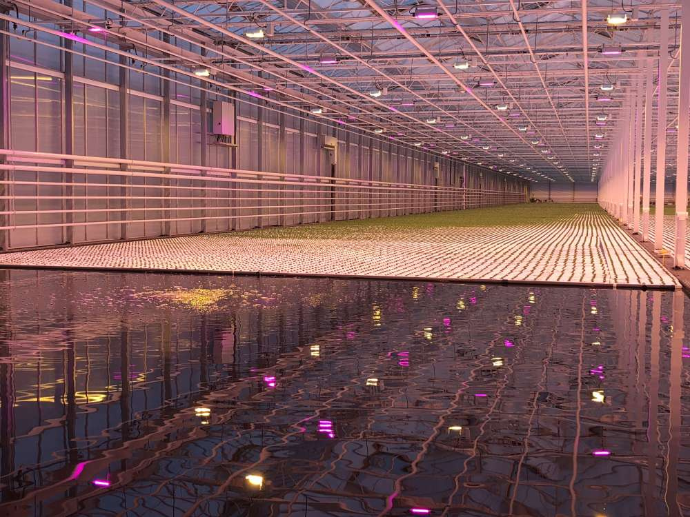 Цветочная компания «Юг-Агро» начинает испытания светодиодов с водяным охлаждением
