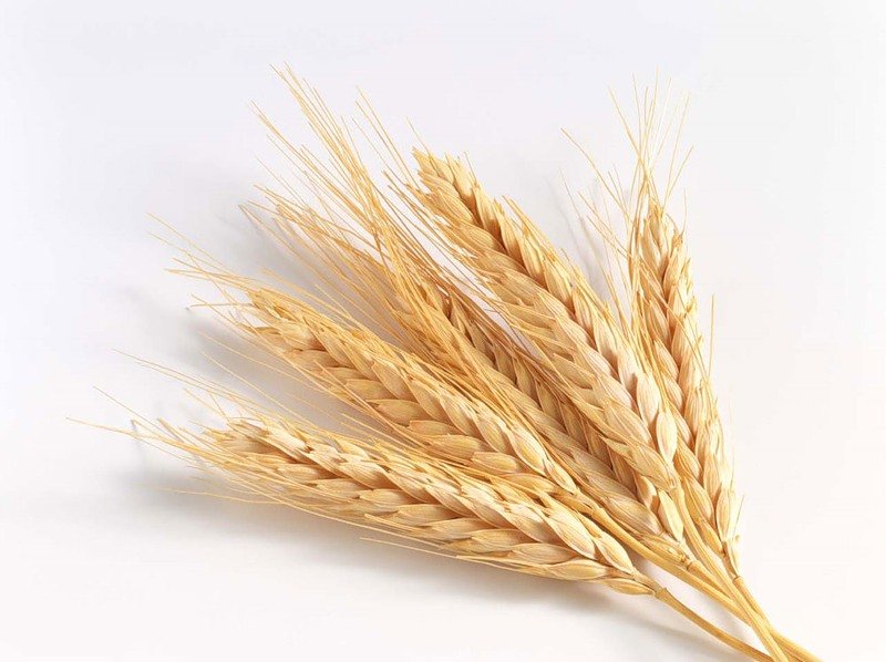 Дела пшеничные: урожай на экспорт