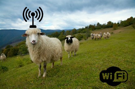 Английские Wi-Fi овцы