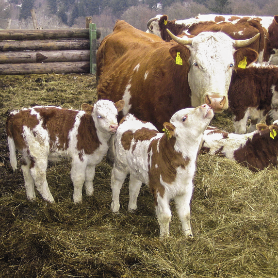 Комплексная терапия послеродовых заболеваний коров