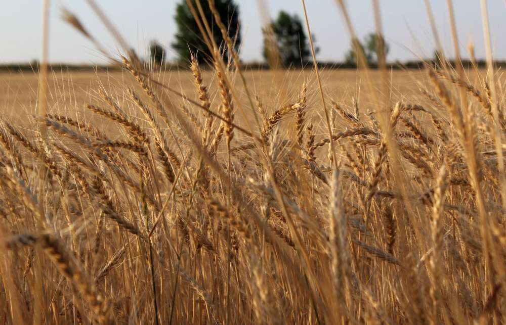 Импорт пшеницы из России в Казахстан выше, чем ожидалось