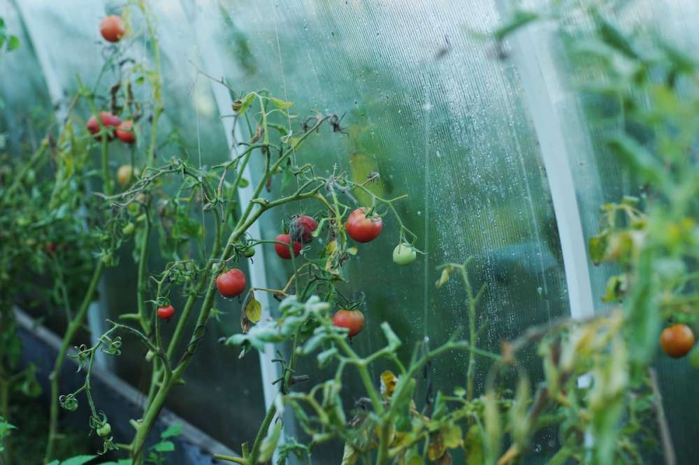 Bayer запустит линейку органических семян овощных культур