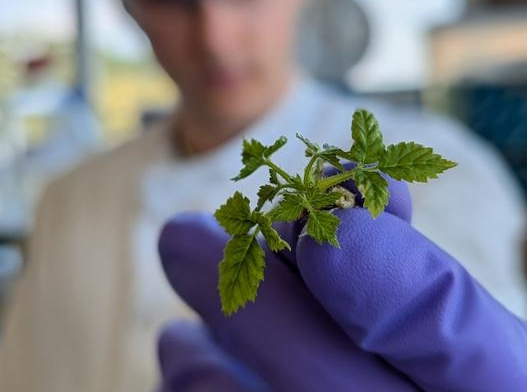 Малина впервые подверглась редактированию генов с технологией CRISPR-Cas9