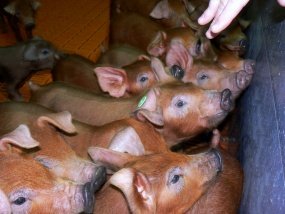 Племенных европейских свиней завозить разрешат