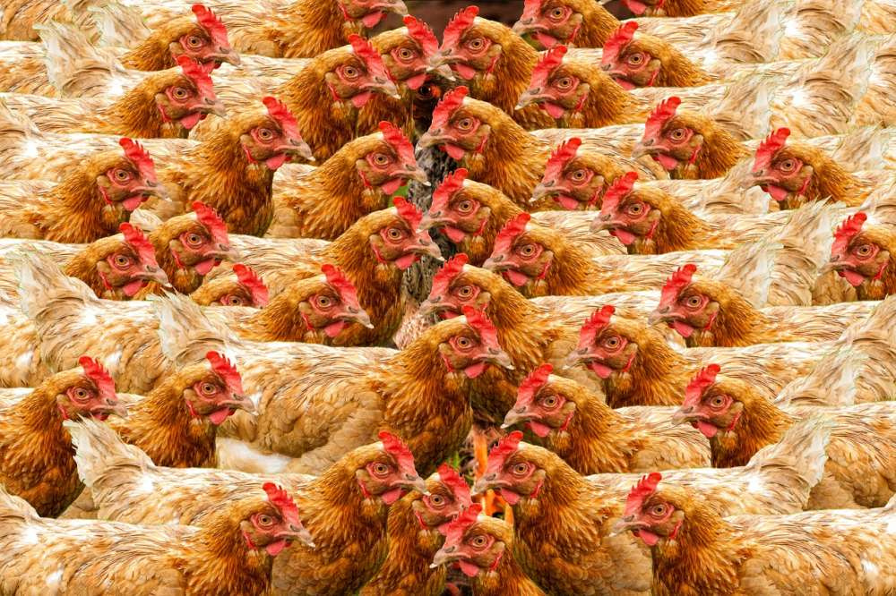 Ученые: Вирус птичьего гриппа перемещается из Китая в Европу и Африку