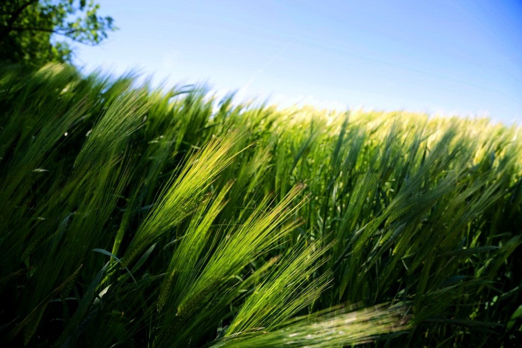 Донские хлеборобы намолотят более 7,7 млн тонн зерна