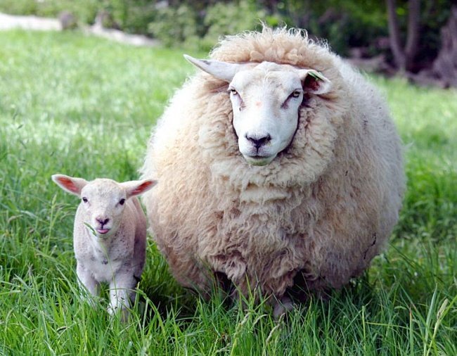 Новые мясо-шерстные овцы