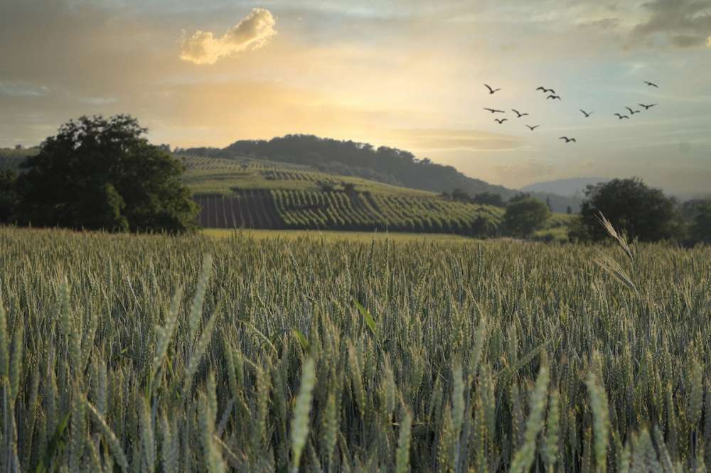 Экспорт европейской пшеницы вырастет на 3 млн тонн в наступающем сезоне