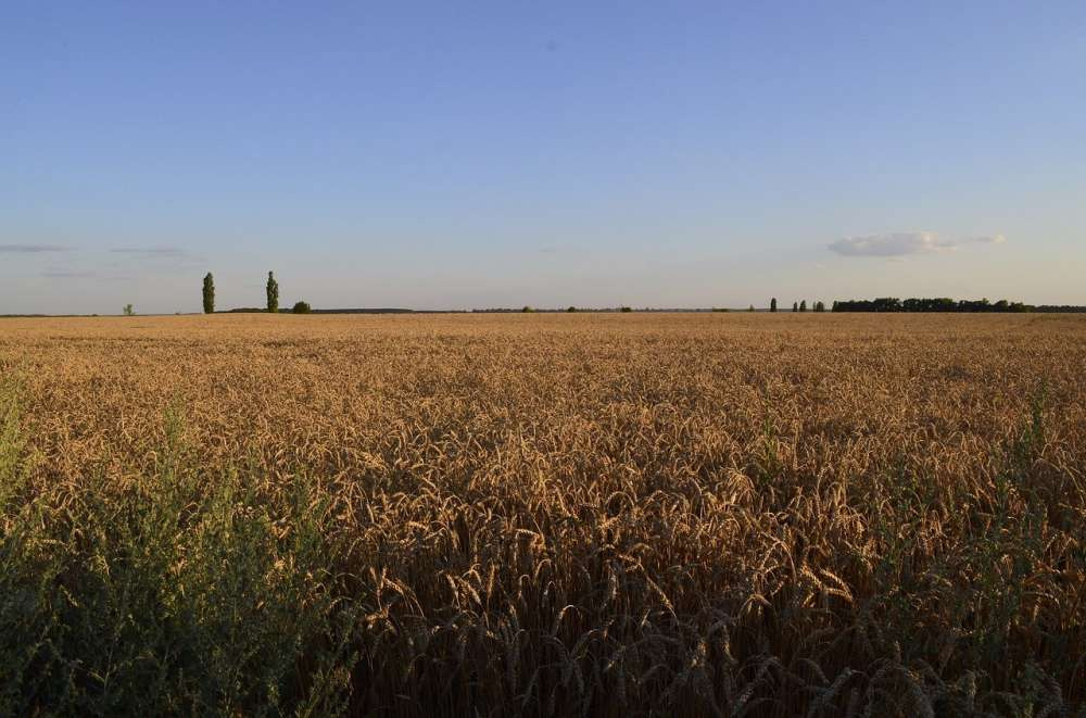 Украина пока не собирается ограничивать экспорт зерна