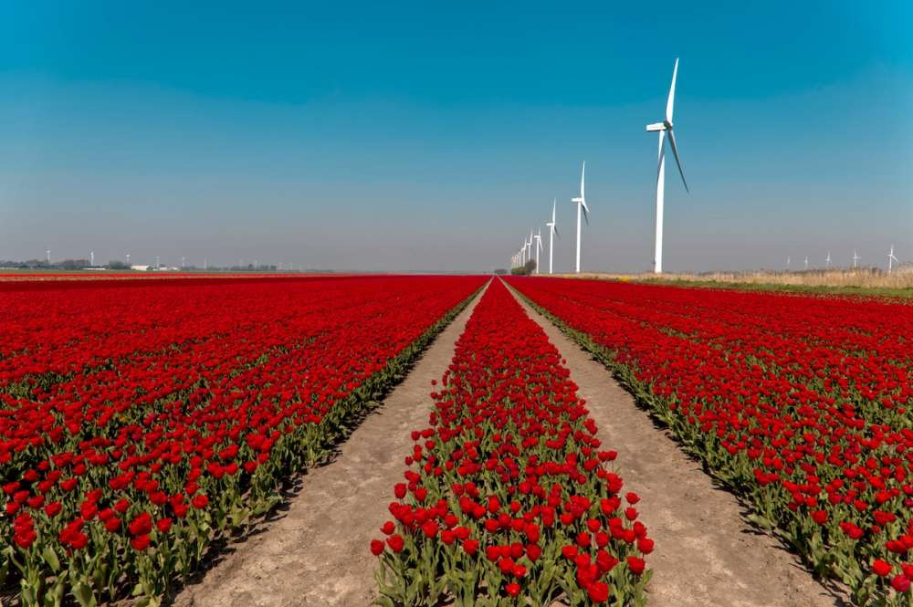 Экспорт цветов из Нидерландов в 2021 г. составил 7,3 млрд евро, Россия — в топ-10