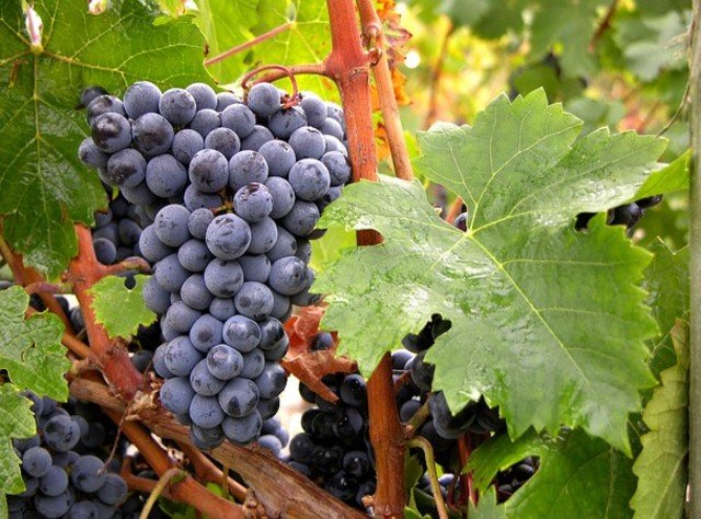 1 тыс. га новых виноградников будет высажена в Крыму