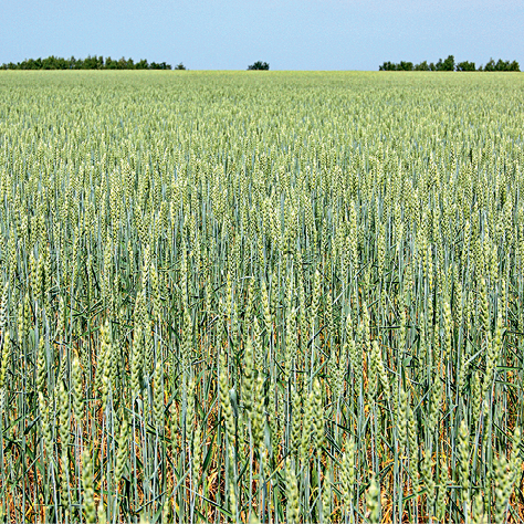 Факторы борьбы с сорняками: опыты на посевах яровой пшеницы