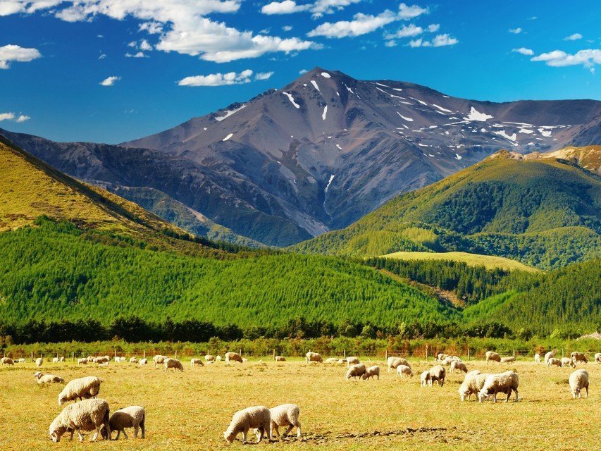 Сельское хозяйство Новой Зеландии: аграрный феномен и особые права фермеров