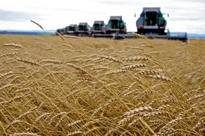 Россия почти собрала урожай