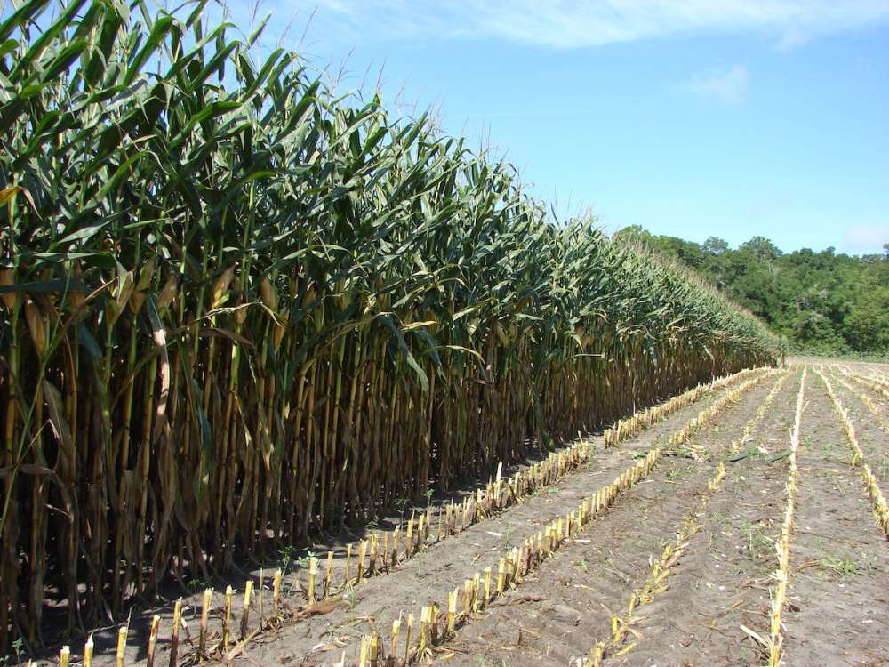 Кукуруза – Урожайность: ﻿﻿выбор сортов кукурузы