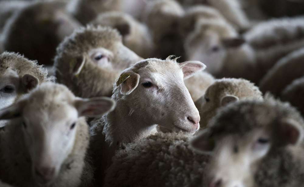 Разведение овец: отбор животных по резистентности