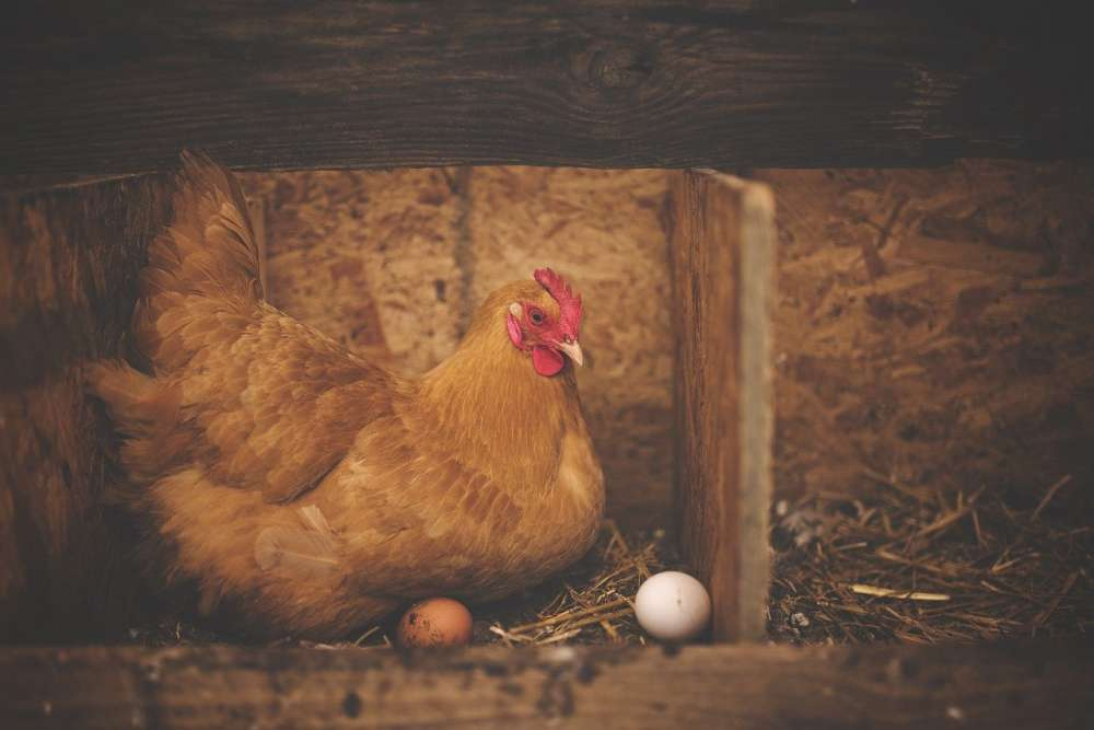 WOAH: мировые цены на яйца растут вследствие птичьего гриппа