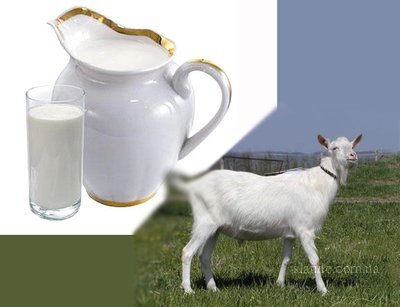 Господдержка для козьего молока